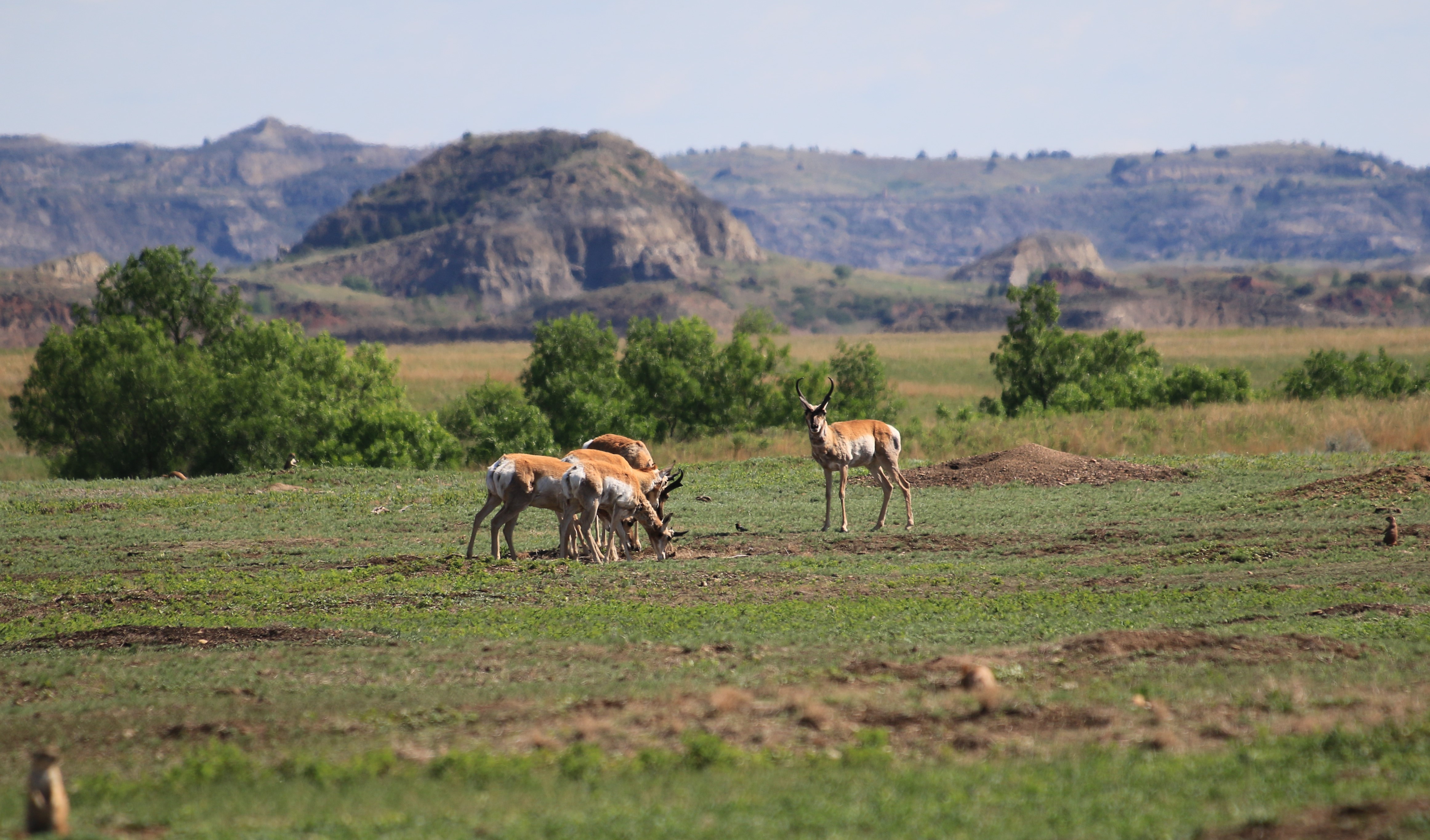 Theodore Roosevelt NP